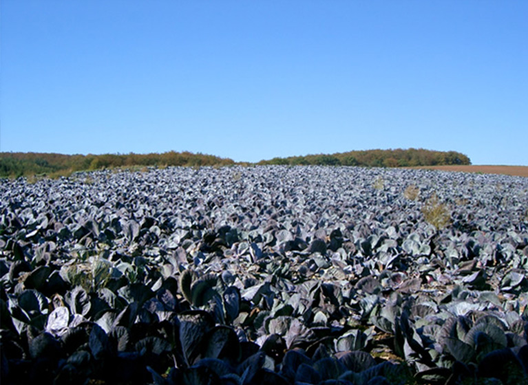 A field of red cabbage.