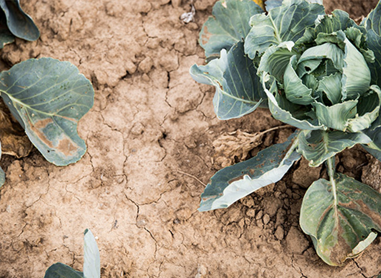 The drought of cabbage in 2018.