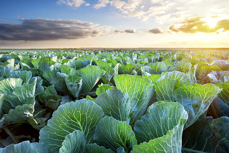 A field of cabbage.