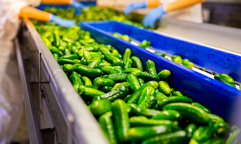 Gherkins getting washed.