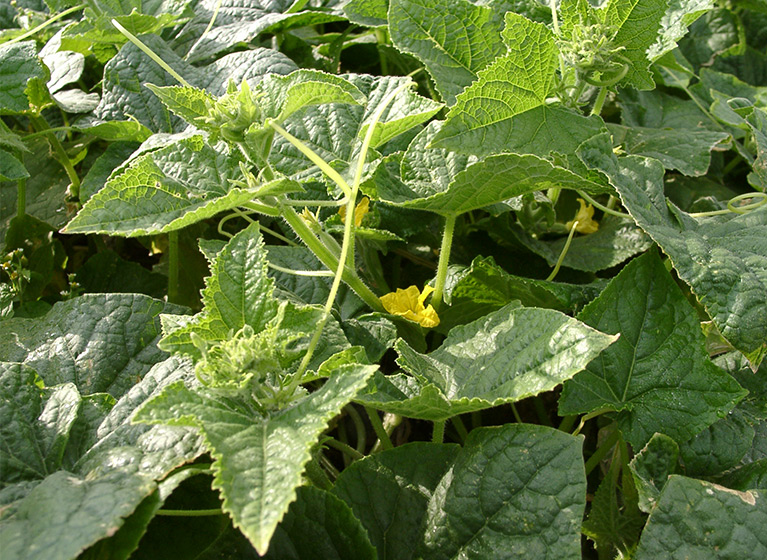 A gherkin plant.