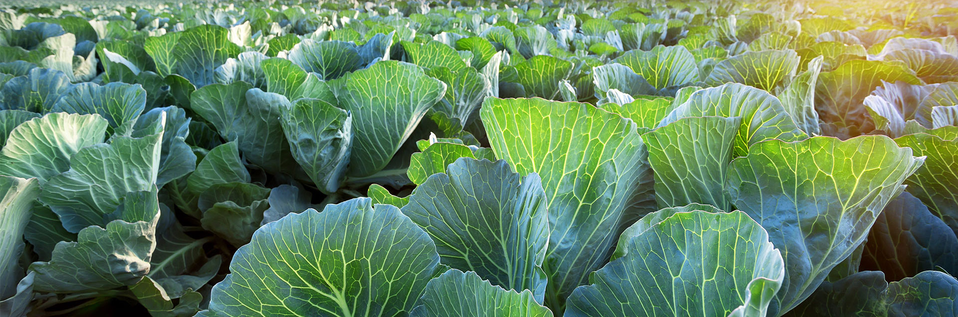 A field of cabbage.