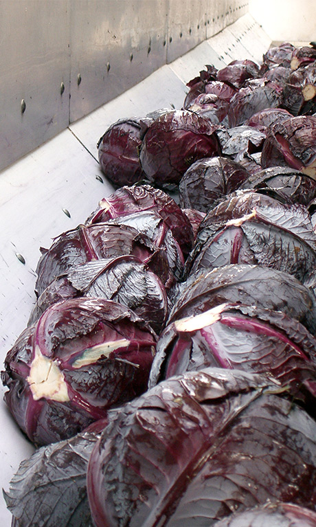 Some red cabbage heads.