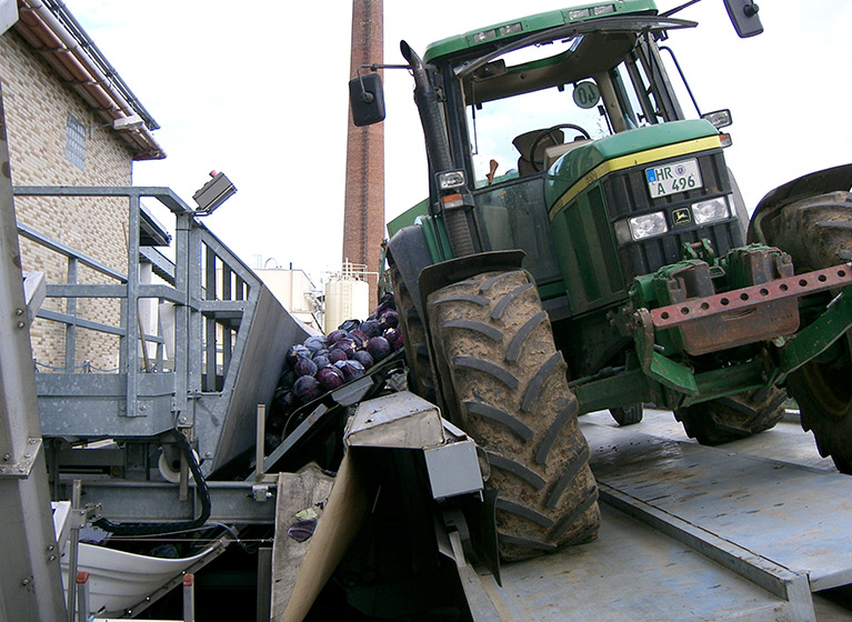 Red cabbage is getting dumped of a tractor.