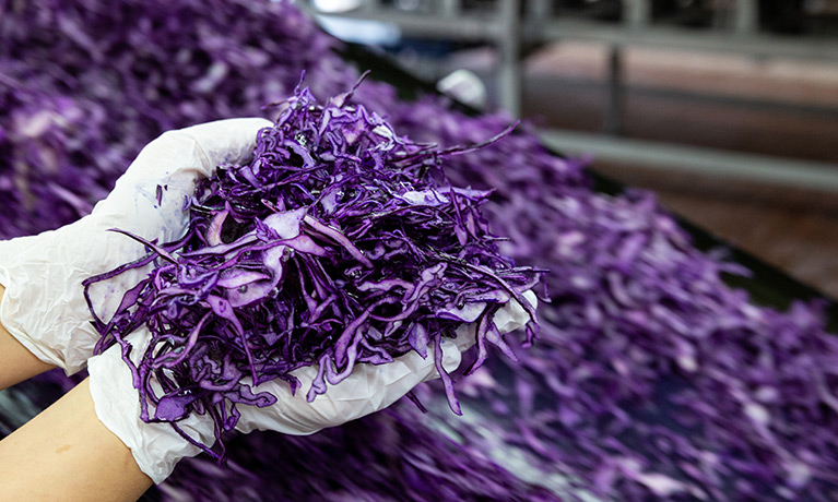 Two hands are holding chopped red cabbage.