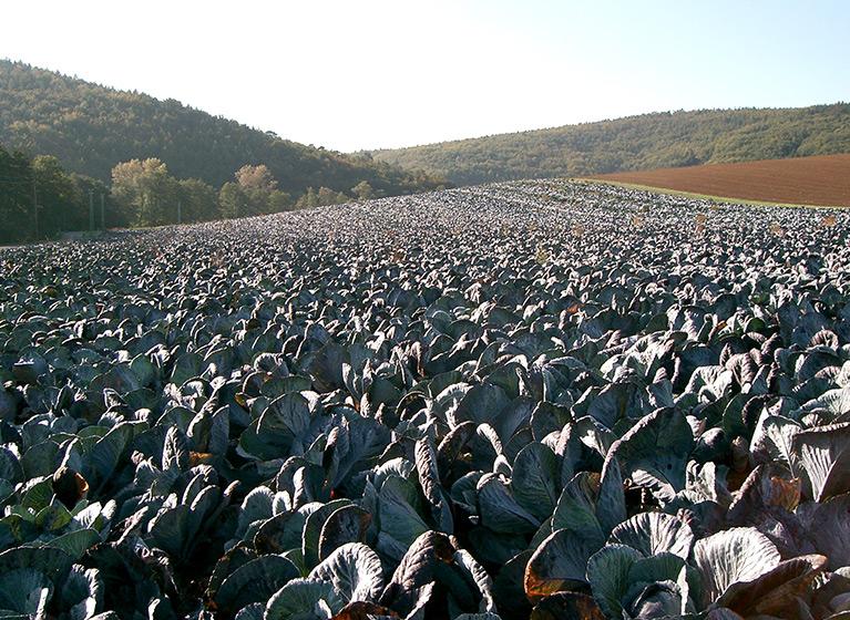 A field of red cabbage.