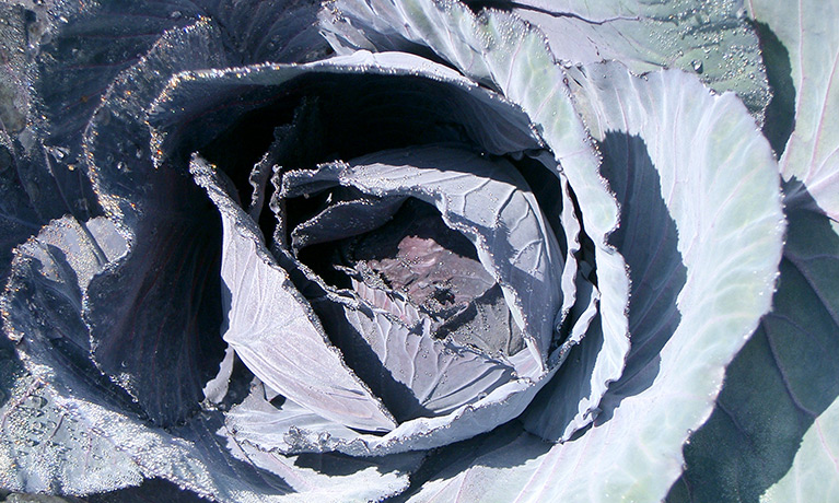 A close-up of a red cabbage head.