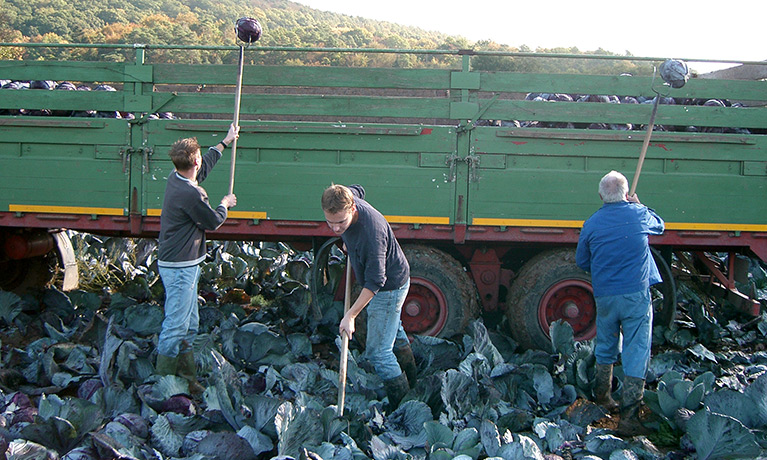 Red cabbage is getting topped up on a tractor.