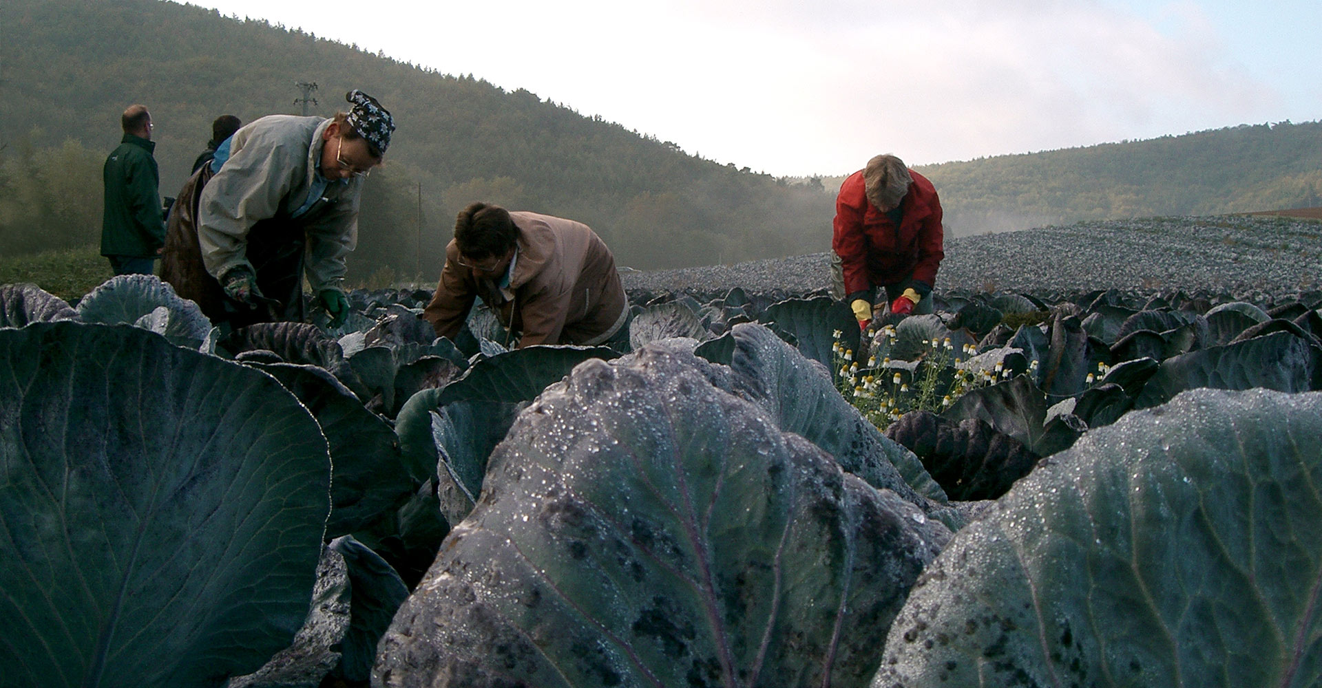 A field of red cabbage ist getting harvested by hand.