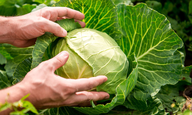 Close-up of a Sauerkraut head.