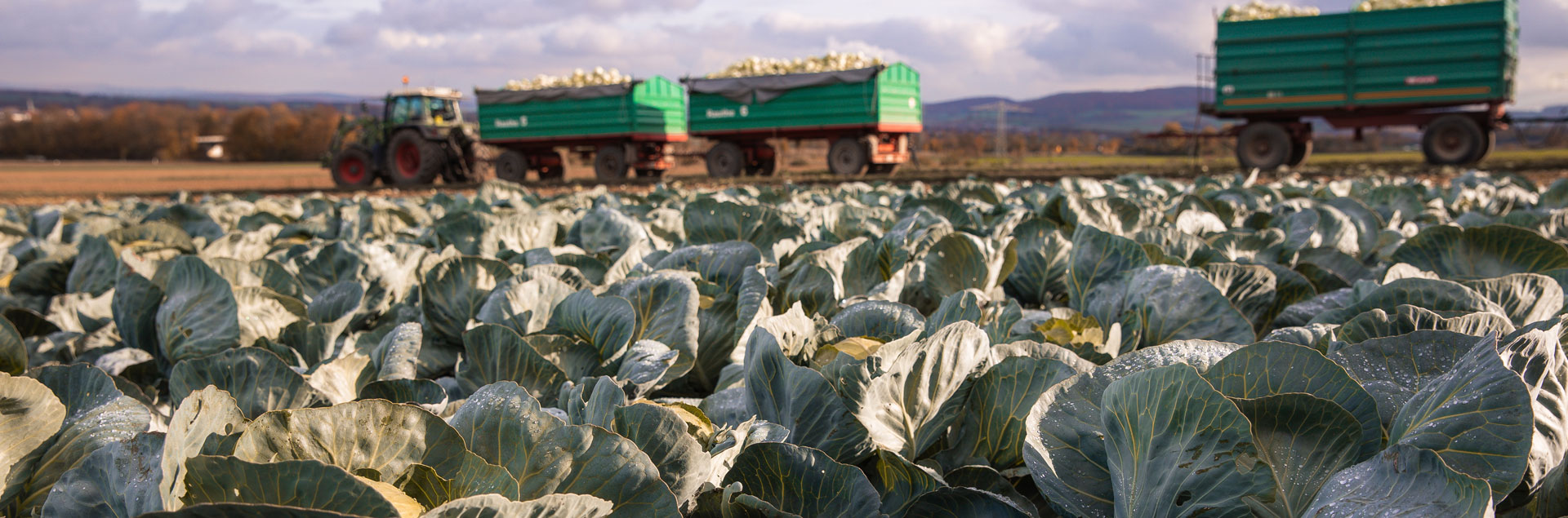 A field of red cabbage.