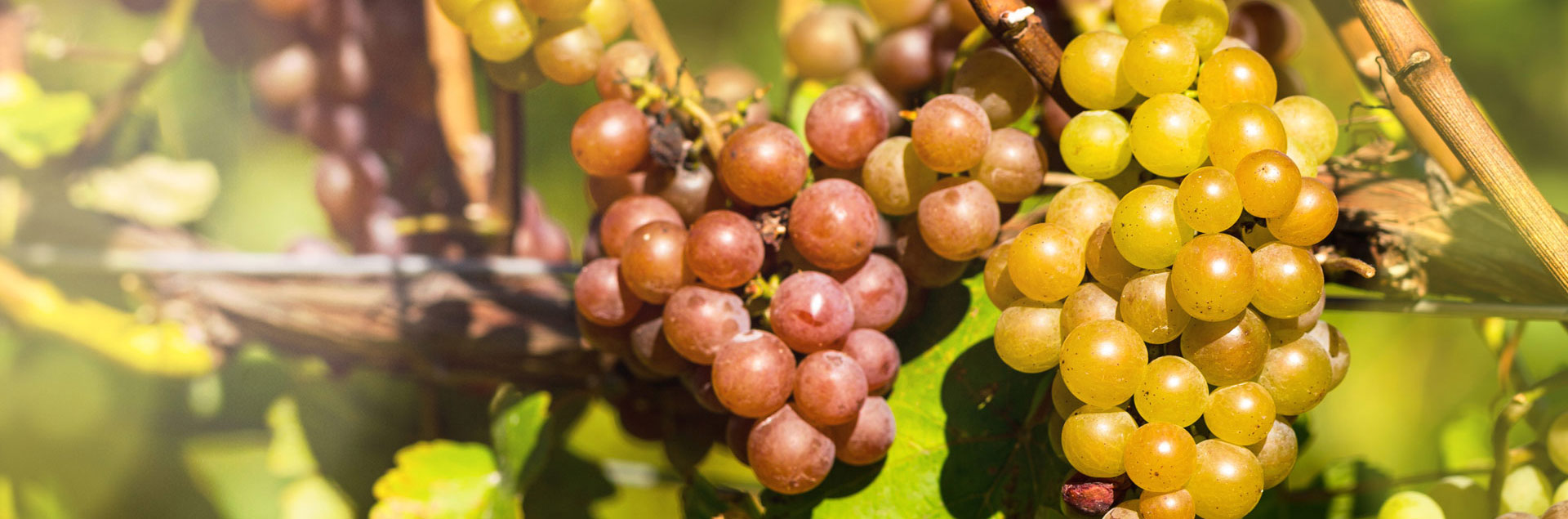 Some wine grapes.