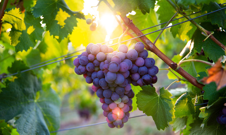 Grapes on a grape plant.