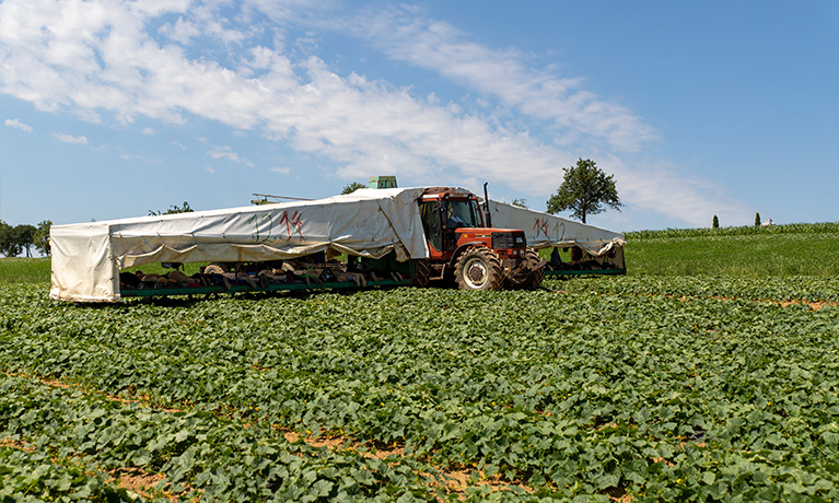 A cucumber flyer on a cucumber field.