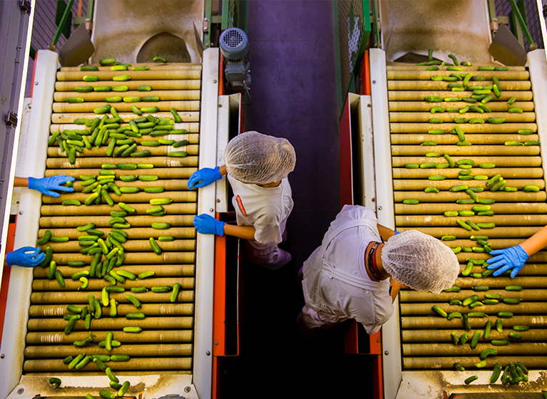 Employees sorting gherkins.