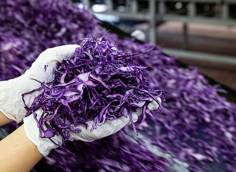 Two hands are holding chopped red cabbage.