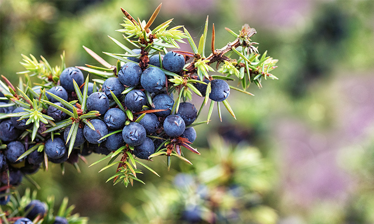 A branch with juniper berries.